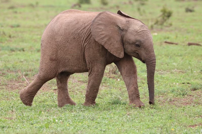 Ketika Video Gajah Kecil Terjebak Menyebar: Kisah di Balik Viral dan Pelajaran untuk Kita Semua