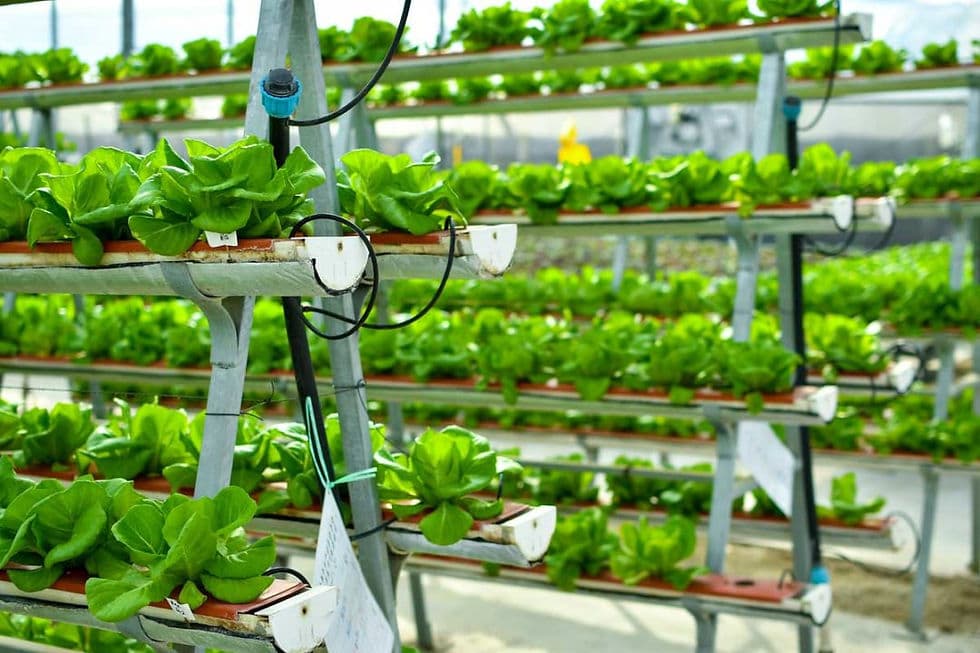 Jakarta Menanam ke Atas: Kisah Urban Farming yang Mengubah Wajah Ketahanan Pangan Ibu Kota
