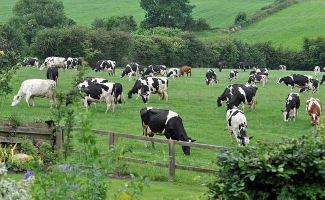 Lebih dari Sekadar Daging dan Susu: Bagaimana Peternakan Menjadi Penjaga Ketahanan Pangan Kita