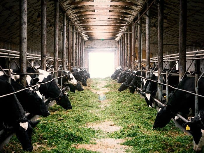 Menguak Potensi Tersembunyi: Mengapa Bisnis Peternakan Modern Bukan Lagi Sekadar Urusan Kandang dan Pakan